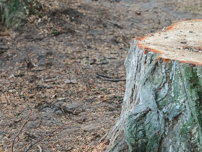 Ein sauber geschnittener Baumstumpf als Ergebnis einer fachgerechten Baumfällung durch Göschlholz.