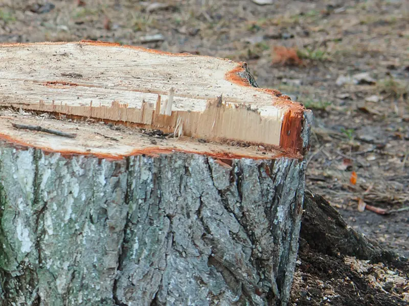 Detailansicht eines fachmännischen Fällschnitts an einem Baumstumpf bei Göschlholz.